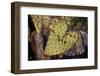 Heart Shaped Cactus Pad-W. Perry Conway-Framed Photographic Print