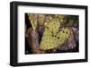 Heart Shaped Cactus Pad-W. Perry Conway-Framed Photographic Print