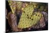 Heart Shaped Cactus Pad-W. Perry Conway-Mounted Photographic Print