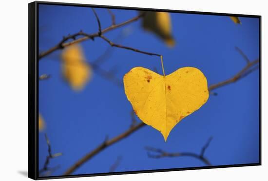 Heart Shaped Cottonwood Leaf-Steve Terrill-Framed Stretched Canvas