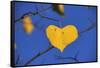 Heart Shaped Cottonwood Leaf-Steve Terrill-Framed Stretched Canvas