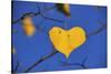 Heart Shaped Cottonwood Leaf-Steve Terrill-Stretched Canvas