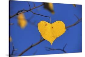 Heart Shaped Cottonwood Leaf-Steve Terrill-Stretched Canvas