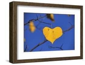 Heart Shaped Cottonwood Leaf-Steve Terrill-Framed Photographic Print