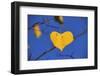 Heart Shaped Cottonwood Leaf-Steve Terrill-Framed Photographic Print