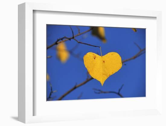 Heart Shaped Cottonwood Leaf-Steve Terrill-Framed Photographic Print