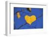 Heart Shaped Cottonwood Leaf-Steve Terrill-Framed Photographic Print