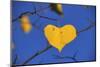 Heart Shaped Cottonwood Leaf-Steve Terrill-Mounted Photographic Print