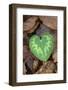 Heart-shaped leaf of Alpine Cyclamen, Croatia-Alex Hyde-Framed Photographic Print