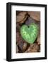 Heart-shaped leaf of Alpine Cyclamen, Croatia-Alex Hyde-Framed Photographic Print