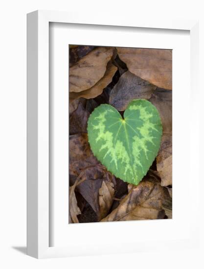 Heart-shaped leaf of Alpine Cyclamen, Croatia-Alex Hyde-Framed Photographic Print