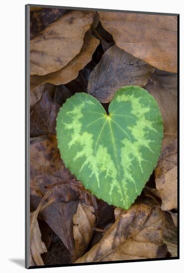 Heart-shaped leaf of Alpine Cyclamen, Croatia-Alex Hyde-Mounted Photographic Print