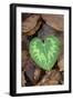 Heart-shaped leaf of Alpine Cyclamen, Croatia-Alex Hyde-Framed Photographic Print