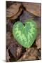 Heart-shaped leaf of Alpine Cyclamen, Croatia-Alex Hyde-Mounted Photographic Print