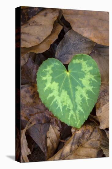 Heart-shaped leaf of Alpine Cyclamen, Croatia-Alex Hyde-Stretched Canvas