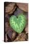 Heart-shaped leaf of Alpine Cyclamen, Croatia-Alex Hyde-Stretched Canvas