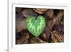 Heart-shaped leaf of Alpine Cyclamen, Croatia-Alex Hyde-Framed Photographic Print