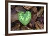 Heart-shaped leaf of Alpine Cyclamen, Croatia-Alex Hyde-Framed Photographic Print