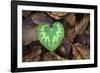 Heart-shaped leaf of Alpine Cyclamen, Croatia-Alex Hyde-Framed Photographic Print