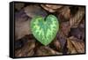 Heart-shaped leaf of Alpine Cyclamen, Croatia-Alex Hyde-Framed Stretched Canvas