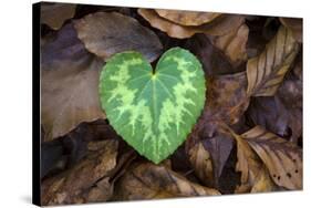 Heart-shaped leaf of Alpine Cyclamen, Croatia-Alex Hyde-Stretched Canvas