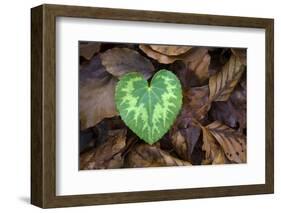 Heart-shaped leaf of Alpine Cyclamen, Croatia-Alex Hyde-Framed Photographic Print