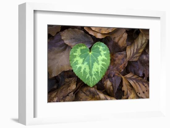 Heart-shaped leaf of Alpine Cyclamen, Croatia-Alex Hyde-Framed Photographic Print