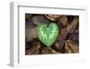 Heart-shaped leaf of Alpine Cyclamen, Croatia-Alex Hyde-Framed Photographic Print