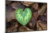 Heart-shaped leaf of Alpine Cyclamen, Croatia-Alex Hyde-Mounted Photographic Print