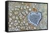 Heart shaped pattern in Map lichen on rock, Menorca, Spain-Edwin Giesbers-Framed Stretched Canvas