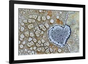 Heart shaped pattern in Map lichen on rock, Menorca, Spain-Edwin Giesbers-Framed Photographic Print