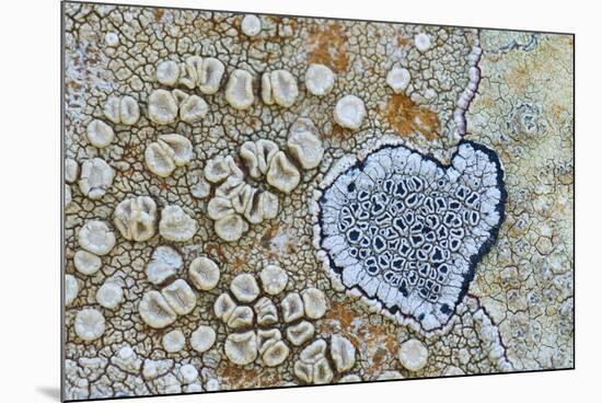 Heart shaped pattern in Map lichen on rock, Menorca, Spain-Edwin Giesbers-Mounted Photographic Print