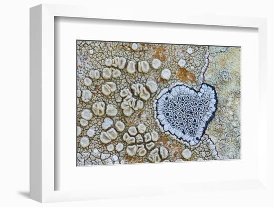 Heart shaped pattern in Map lichen on rock, Menorca, Spain-Edwin Giesbers-Framed Photographic Print