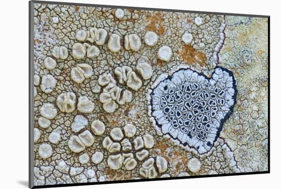 Heart shaped pattern in Map lichen on rock, Menorca, Spain-Edwin Giesbers-Mounted Photographic Print