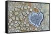 Heart shaped pattern in Map lichen on rock, Menorca, Spain-Edwin Giesbers-Framed Stretched Canvas