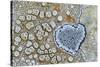 Heart shaped pattern in Map lichen on rock, Menorca, Spain-Edwin Giesbers-Stretched Canvas