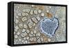 Heart shaped pattern in Map lichen on rock, Menorca, Spain-Edwin Giesbers-Framed Stretched Canvas