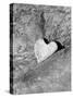 Heart Shaped Rock, Sradled in Larger Rock-Janell Davidson-Stretched Canvas