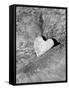 Heart Shaped Rock, Sradled in Larger Rock-Janell Davidson-Framed Stretched Canvas