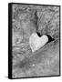 Heart Shaped Rock, Sradled in Larger Rock-Janell Davidson-Framed Stretched Canvas