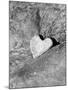 Heart Shaped Rock, Sradled in Larger Rock-Janell Davidson-Mounted Photographic Print