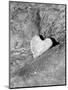 Heart Shaped Rock, Sradled in Larger Rock-Janell Davidson-Mounted Premium Photographic Print