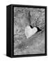 Heart Shaped Rock, Sradled in Larger Rock-Janell Davidson-Framed Stretched Canvas