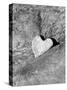 Heart Shaped Rock, Sradled in Larger Rock-Janell Davidson-Stretched Canvas