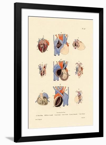 Heart Structure, 1833-39-null-Framed Giclee Print