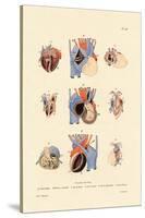 Heart Structure, 1833-39-null-Stretched Canvas