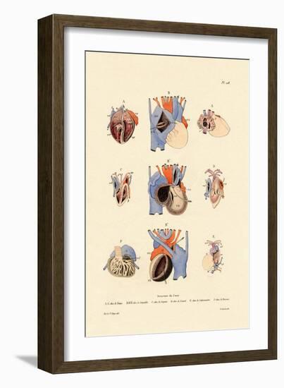 Heart Structure, 1833-39-null-Framed Giclee Print