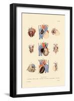 Heart Structure, 1833-39-null-Framed Giclee Print