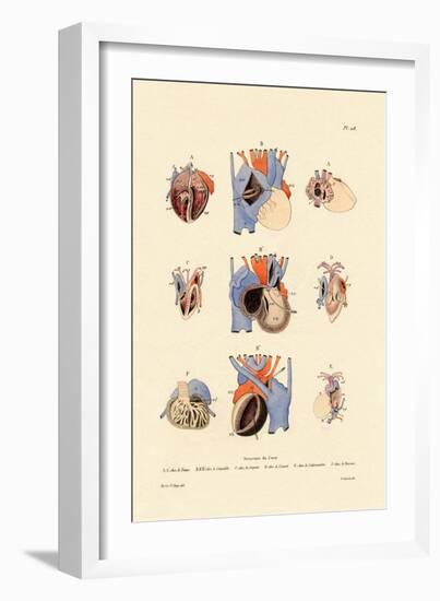 Heart Structure, 1833-39-null-Framed Giclee Print