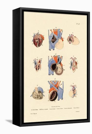 Heart Structure, 1833-39-null-Framed Stretched Canvas